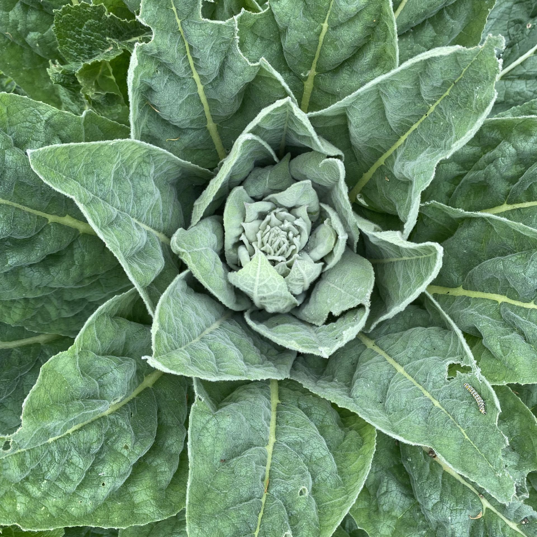 White mullein